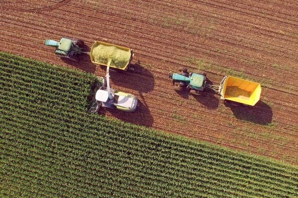 corn harvest