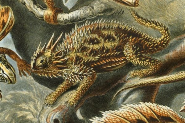 Ernst Haeckel's Kunstformen der Natur depicts a horned Texas lizard