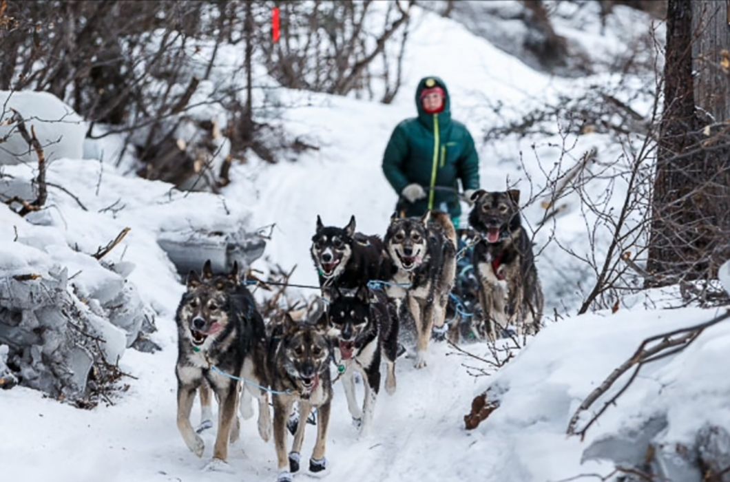 Iditarod Trail Sled Dog Race 2024 - Ola Lauryn