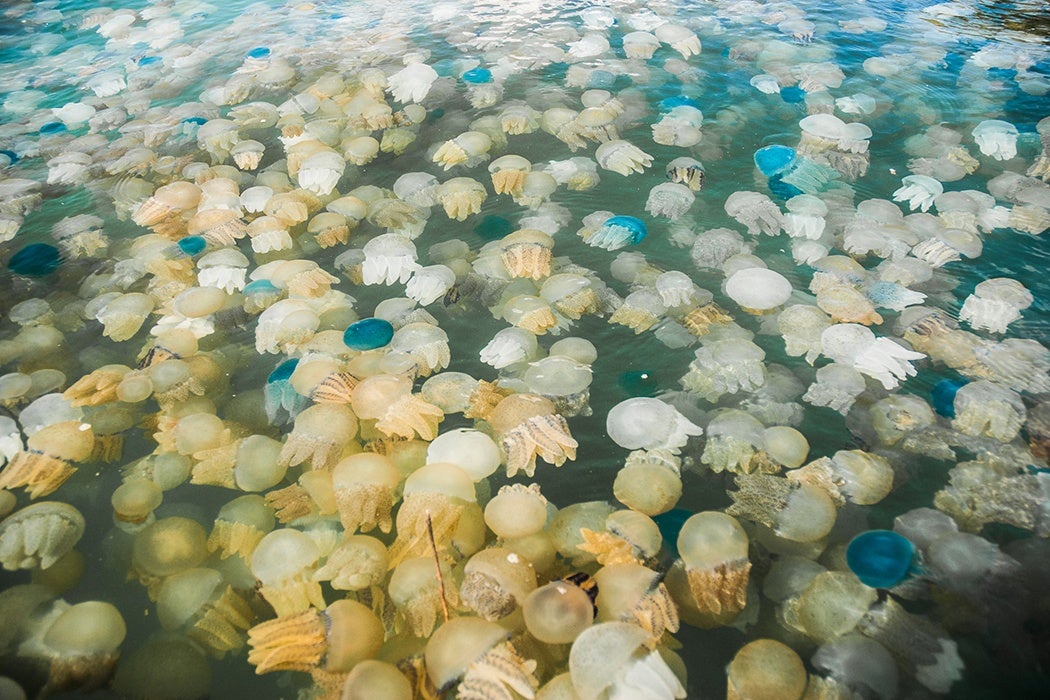 Jellyfish Life Cycle Drifting Through the Stages of Life Animal Hype