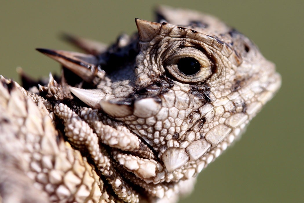 Texas horned lizard