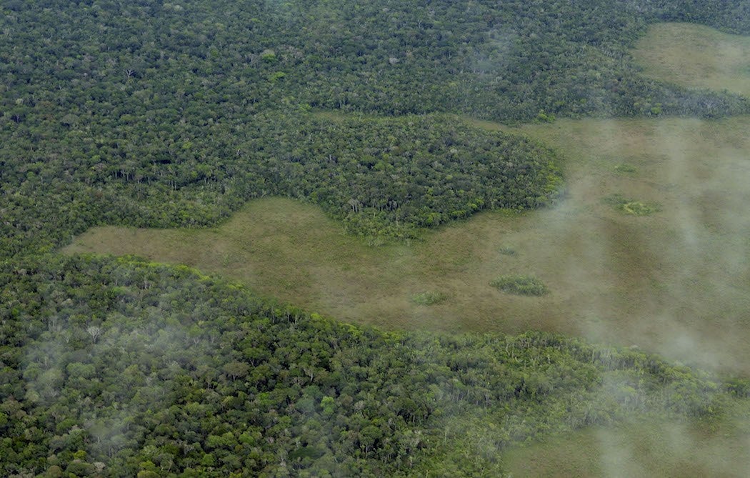 deforestation: Brazil fails to protect world's largest rainforest -  Washington Post