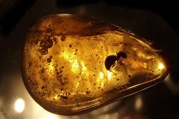 insect in amber