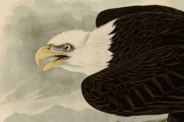 Audubon Bald Eagle