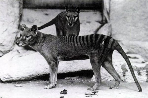 Tasmanian Tigers