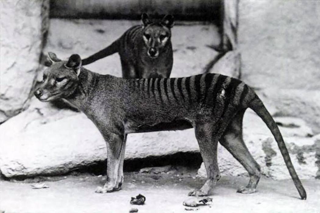 Very small chance' extinct Tasmanian Tiger still exists in wild