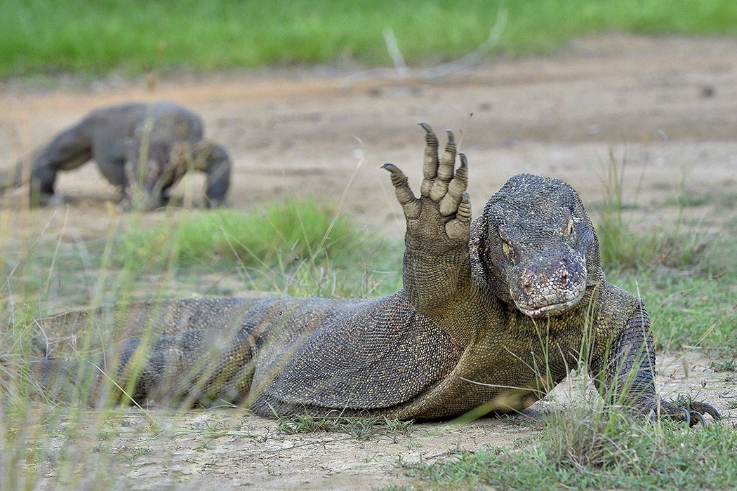 Komodo dragon in Indonesia.