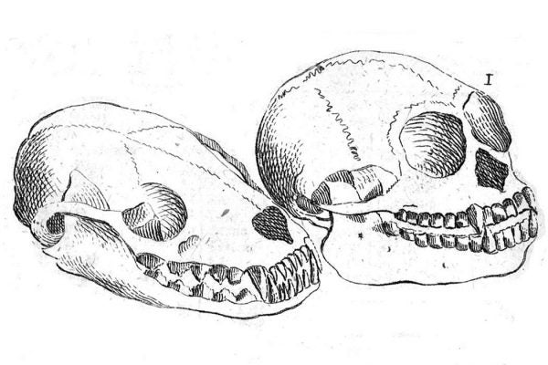 Linnaeus Skulls