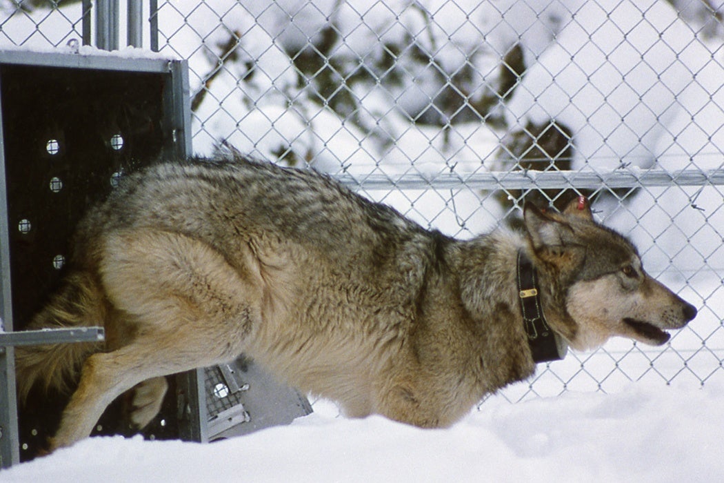 Wolf reintroduction Yellowstone