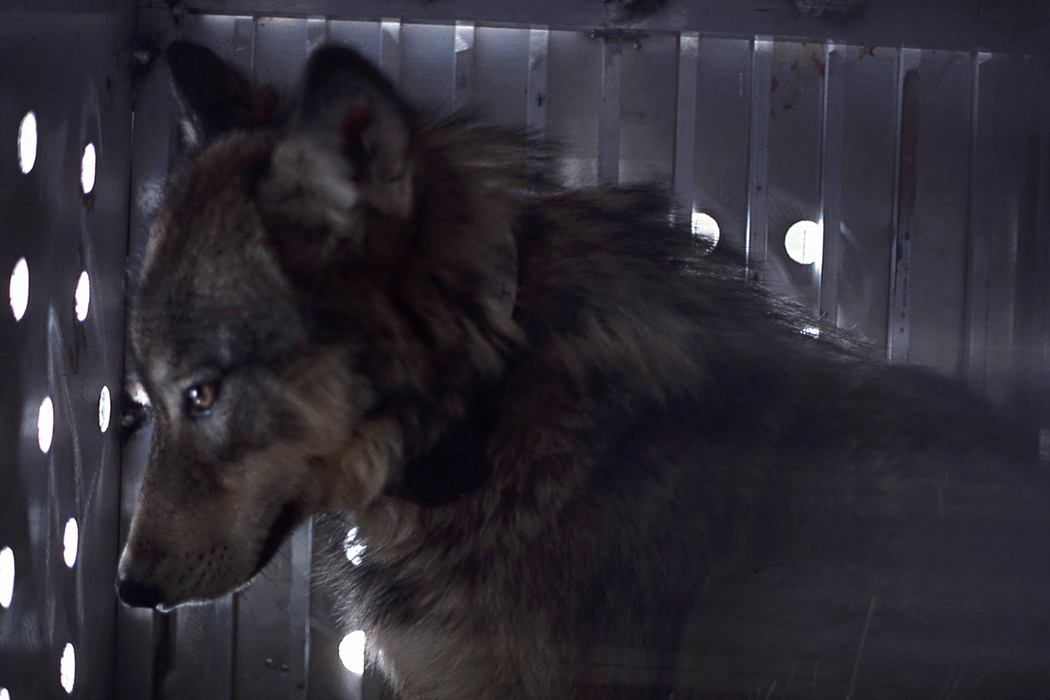 Yellowstone wolf in shipping container