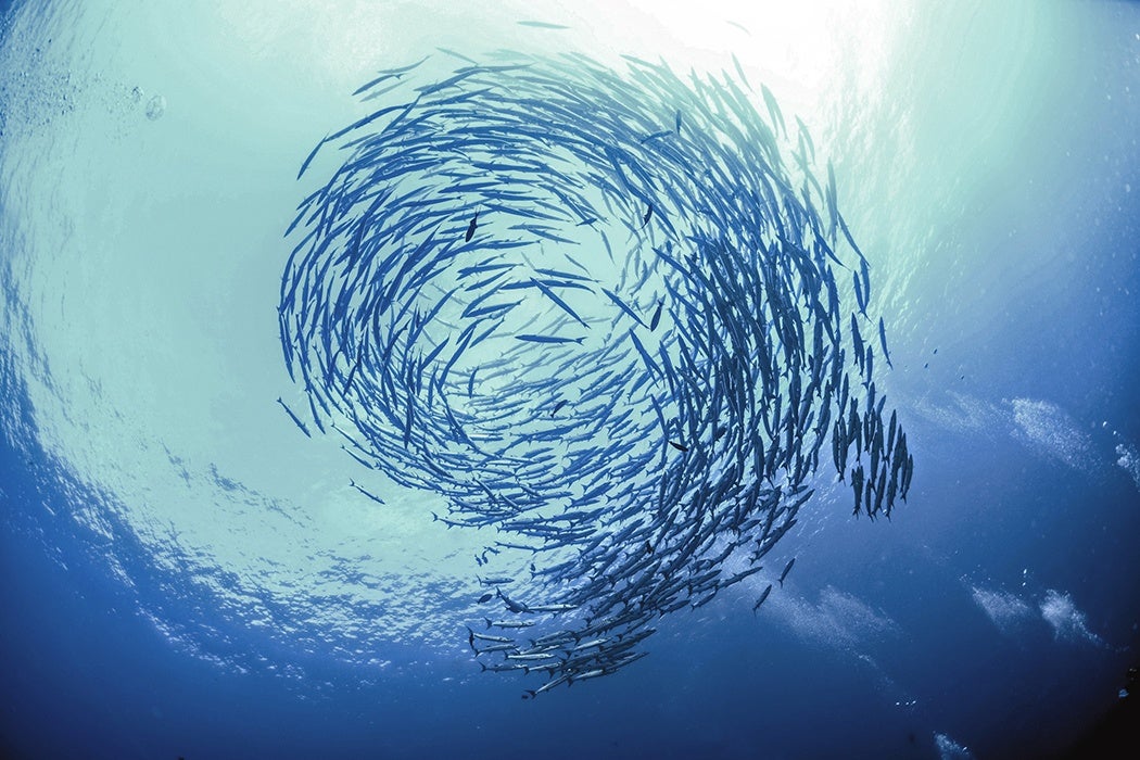A school of fish, visible from below, in the ocean.