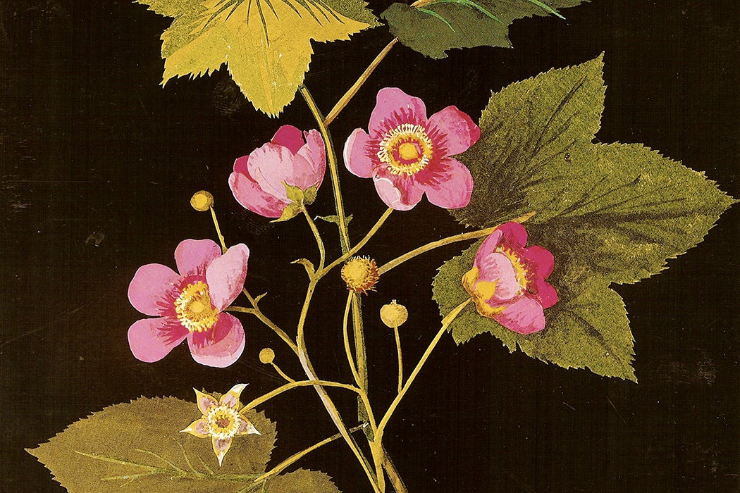 Illustration of Delaney flowers