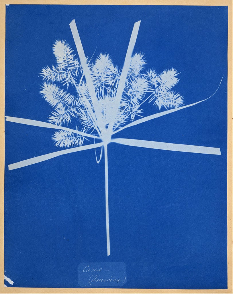 The Artful Science of Anna Atkins - JSTOR Daily