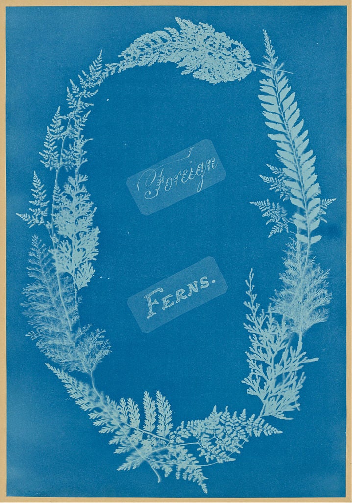 Anna Atkins and the cyanotype process (article)