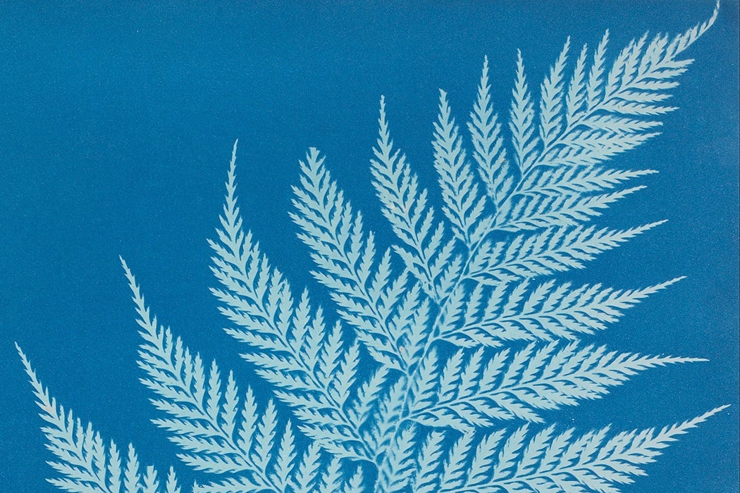 The Artful Science of Anna Atkins - JSTOR Daily