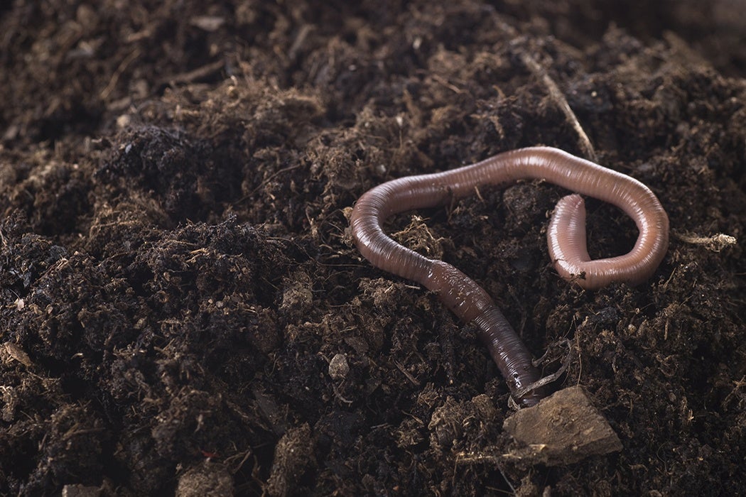 The Dirt on Earthworms