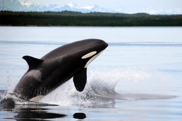 Orca whale