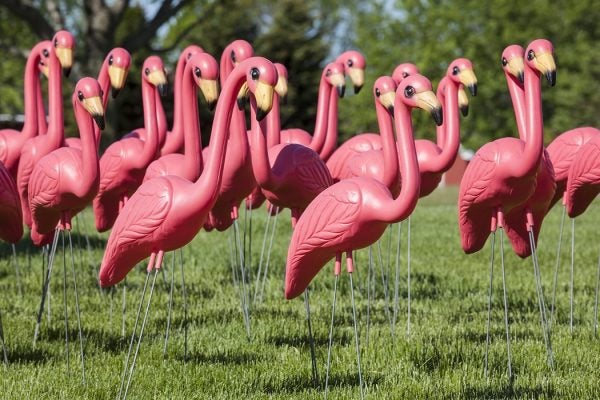 Plastic Pink Flamingos Flock together on Lawn