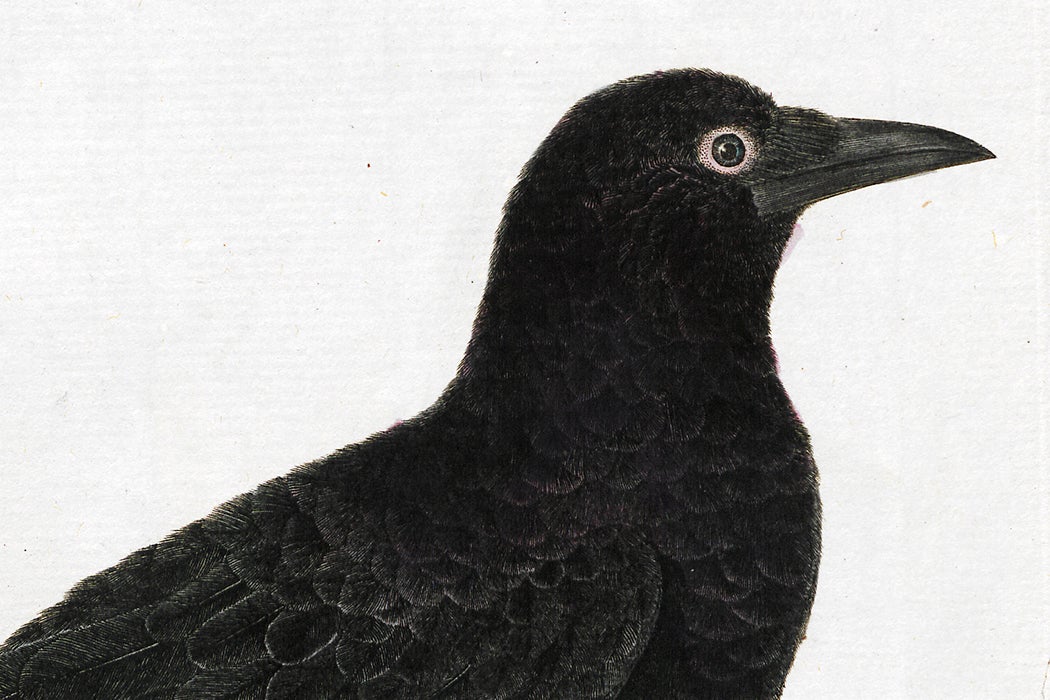 Crow illustration
