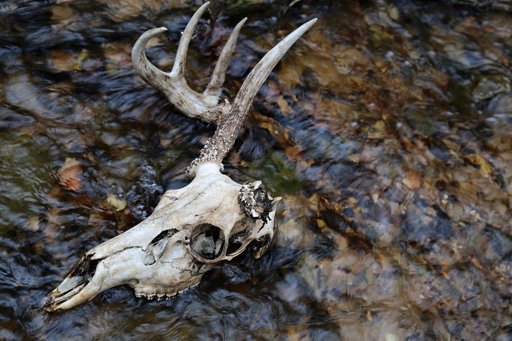 One antler deer skull in water