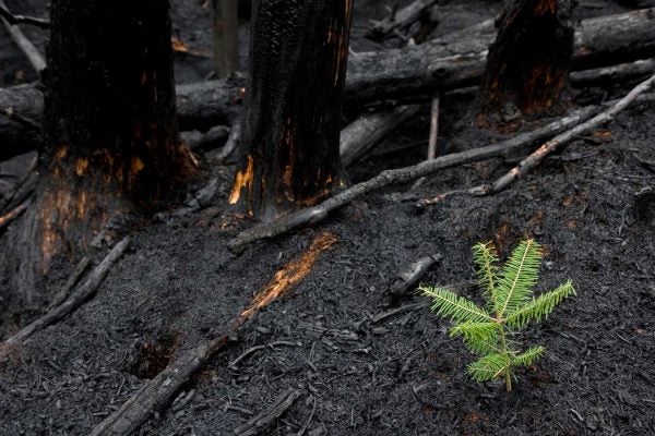 tiny fur tree growing after forest fire