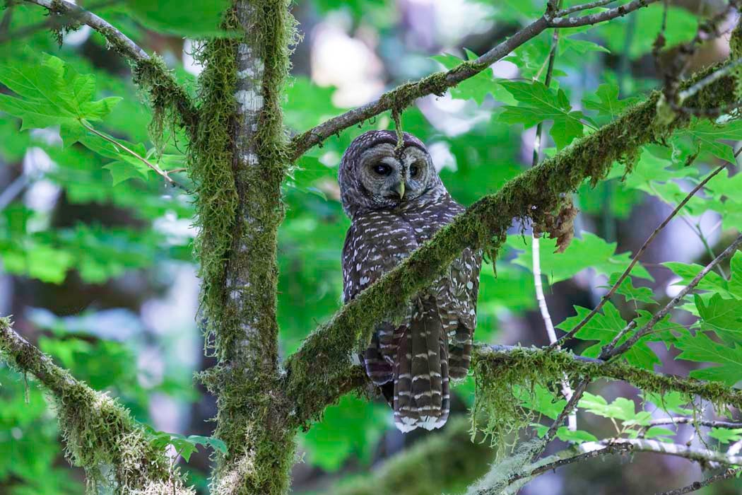 Spotted Owl sitting on a tree branch