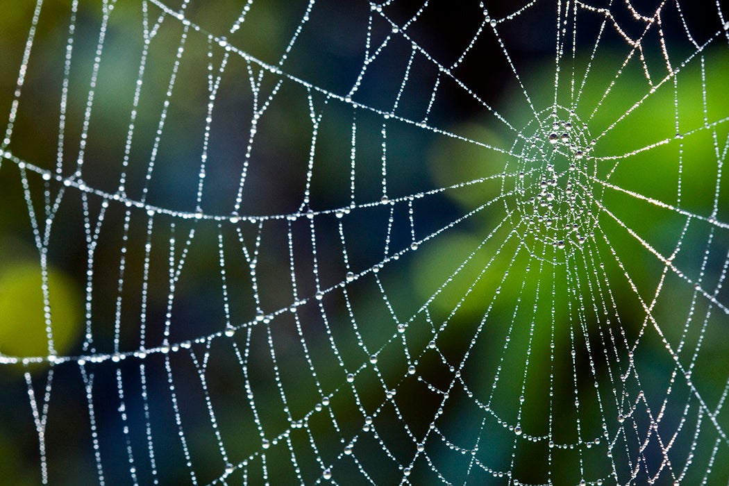 Six Surprising Facts About Spiderwebs - JSTOR Daily