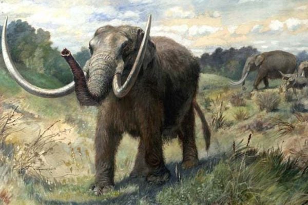 Restoration of an American mastodon herd by Charles R. Knight