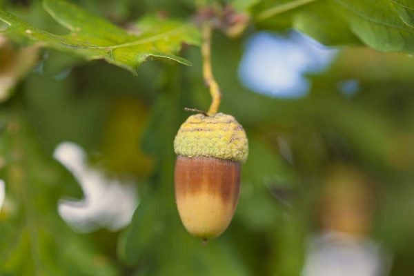 acorn lyme disease connection