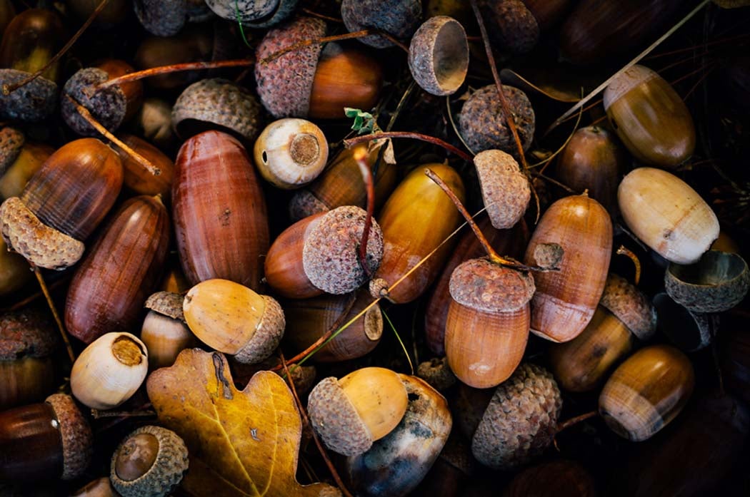 acorn bumper crop