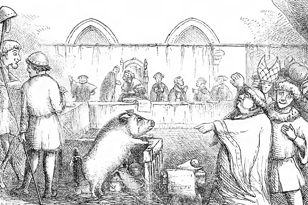Pig on trial