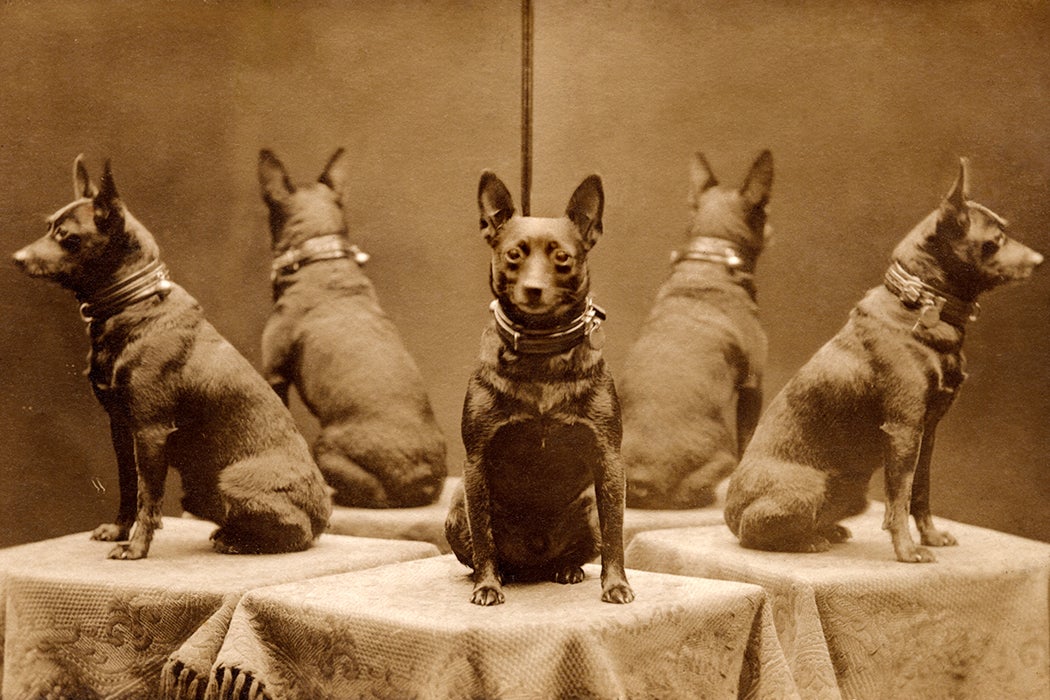 Victorian era dog