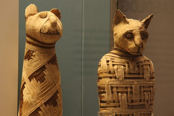 Mummified cats