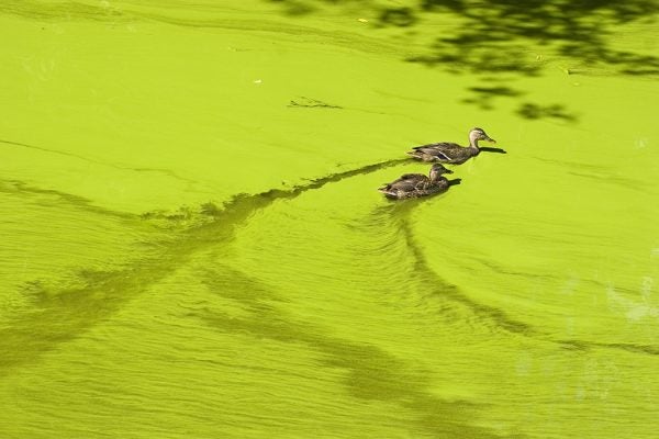 Ducks in algae bloom