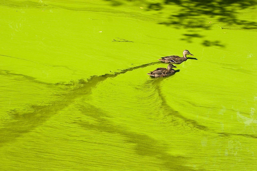 Ducks in algae bloom