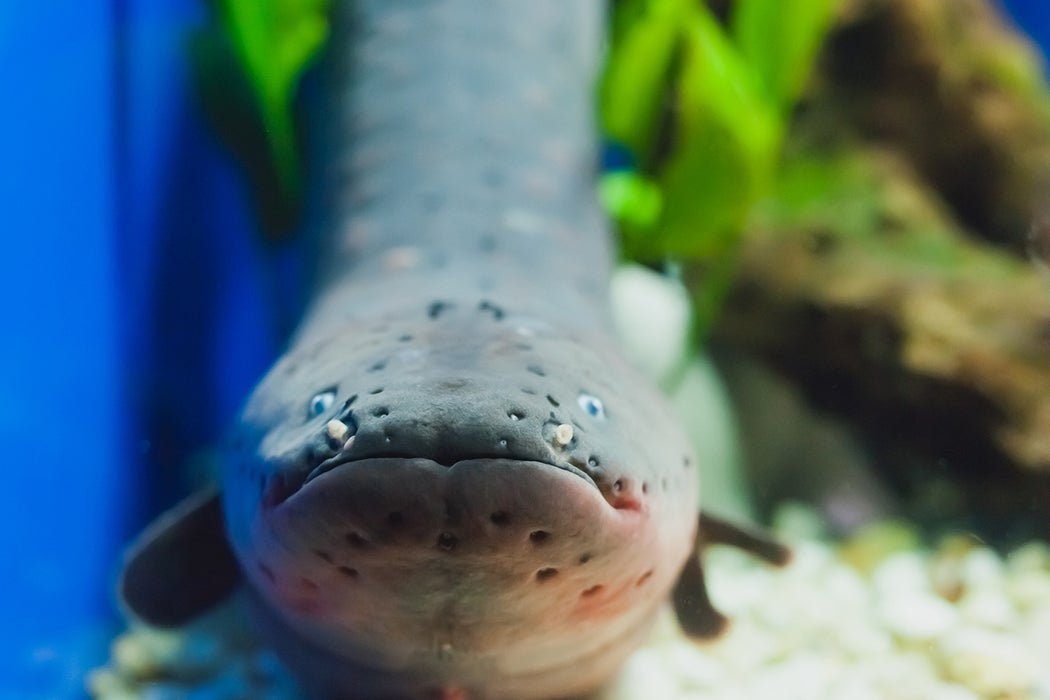 5 Shocking Facts about Electric Eels - JSTOR Daily