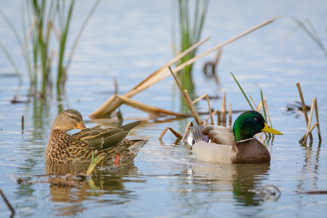 Mating Mallard Ducks