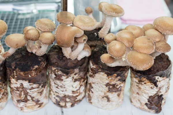 Fresh mushroom in sawdust