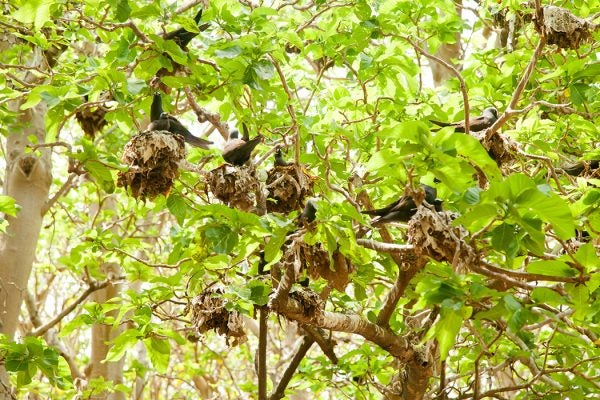 Black Noddy Terns Nesting in Pisonia Trees at Lady Musgrave Island Queensland Australia