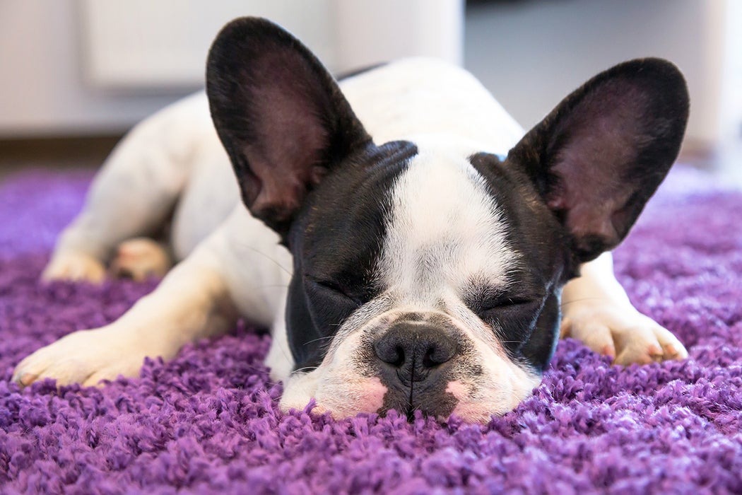 French bulldog puppy sleeping on the carpet