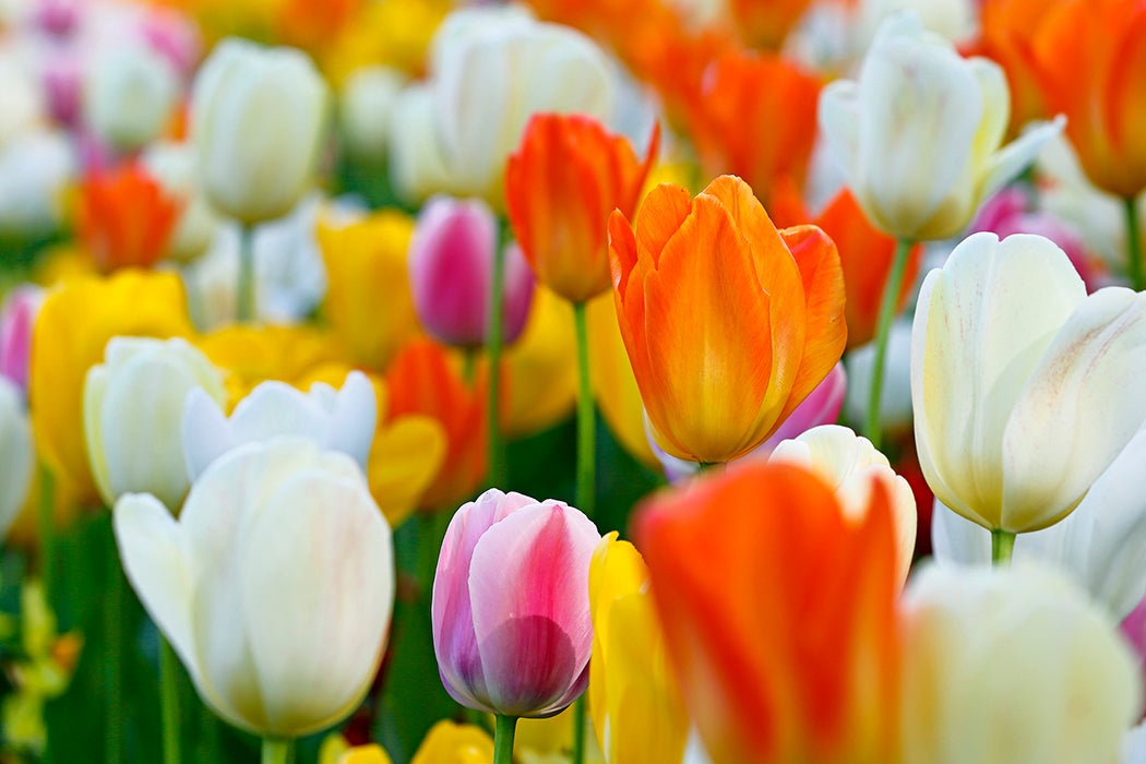 Close-up of colourful tulip flowers