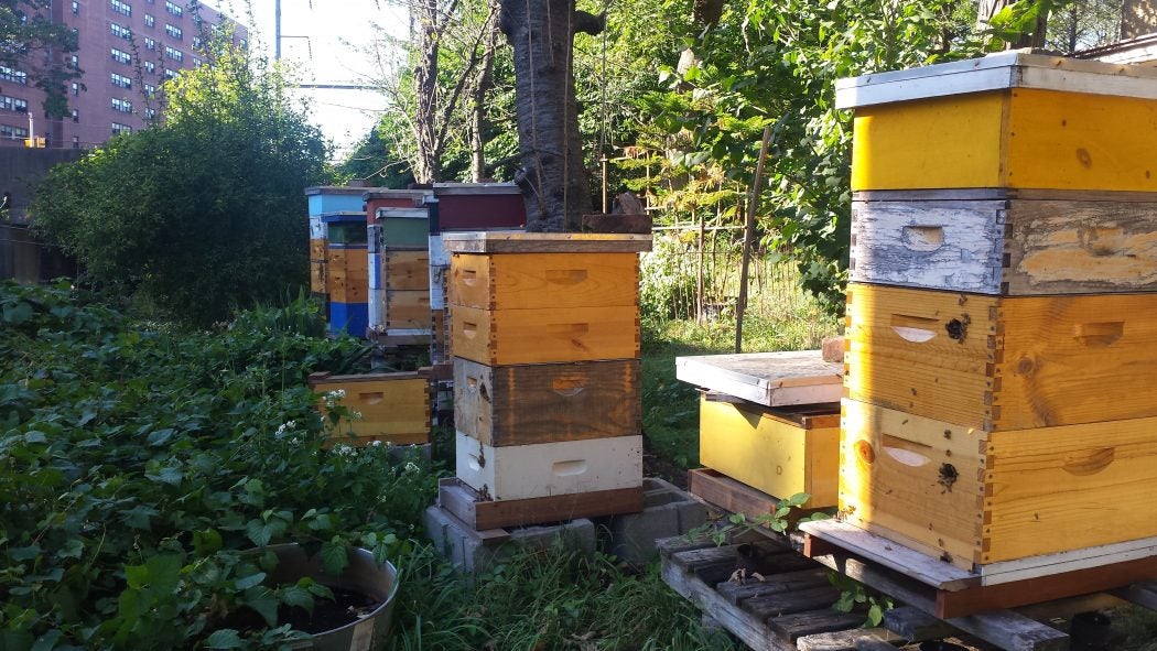 City Beekeeping ~ Honey for Health