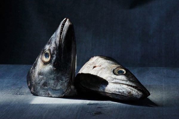 Two fish heads against a slate background