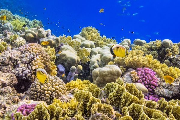 Red Sea Coral Reef