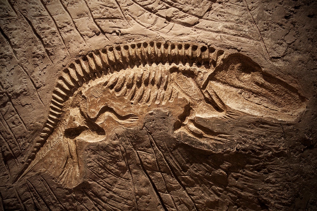 The Popular, Lucrative, and Legally Questionable Fossil Trade - JSTOR Daily