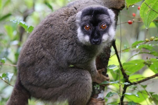 Close-up a lemur on a branch
