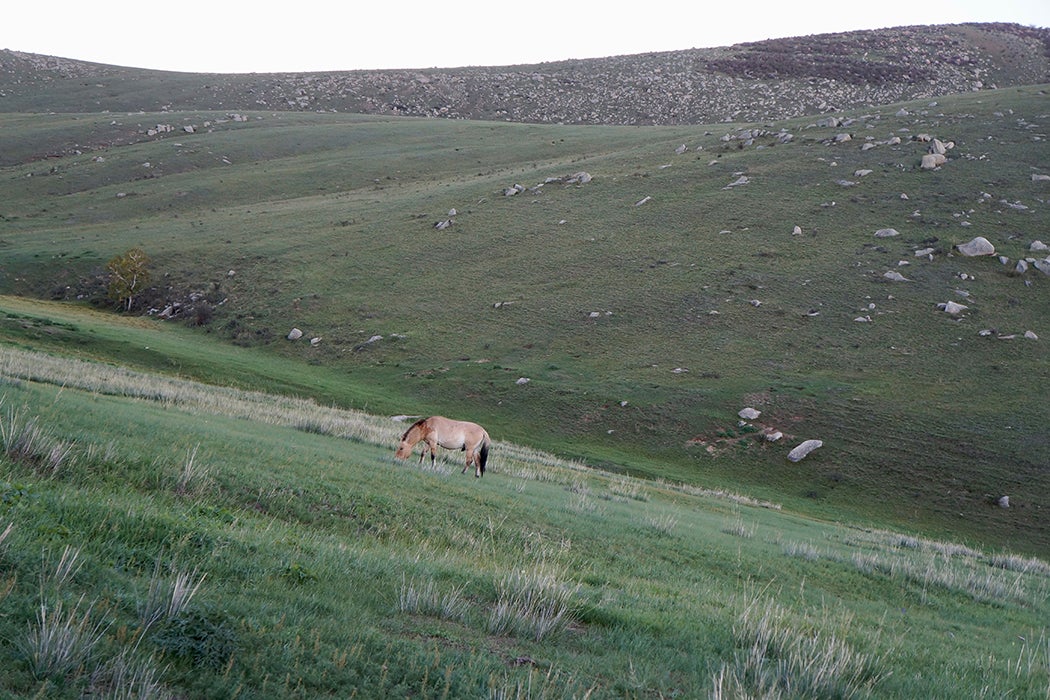 Przewalski horse grazing in Hustai National Park in Mongolia