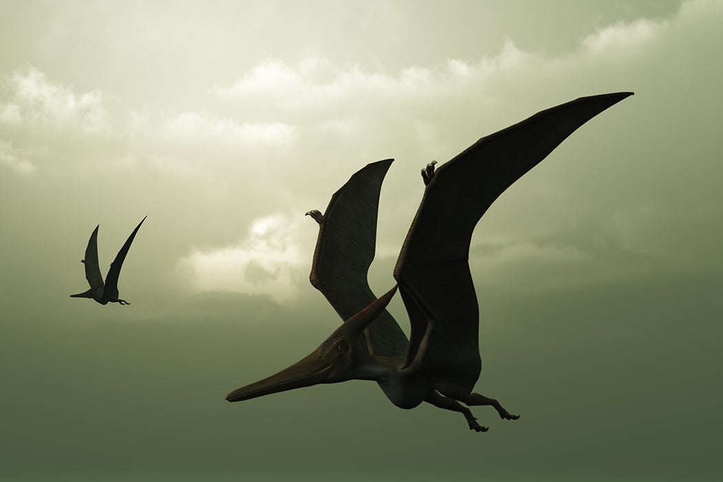 Pterosaur eggs help reveal the early life of flying reptiles