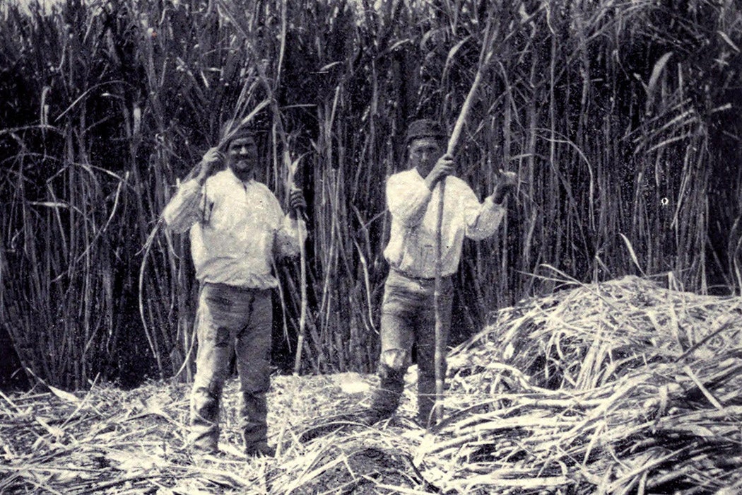 Sugar cane trade Portugal