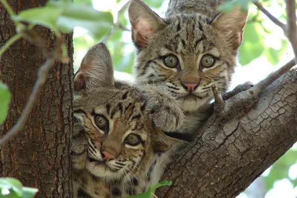 Bobcat kittens